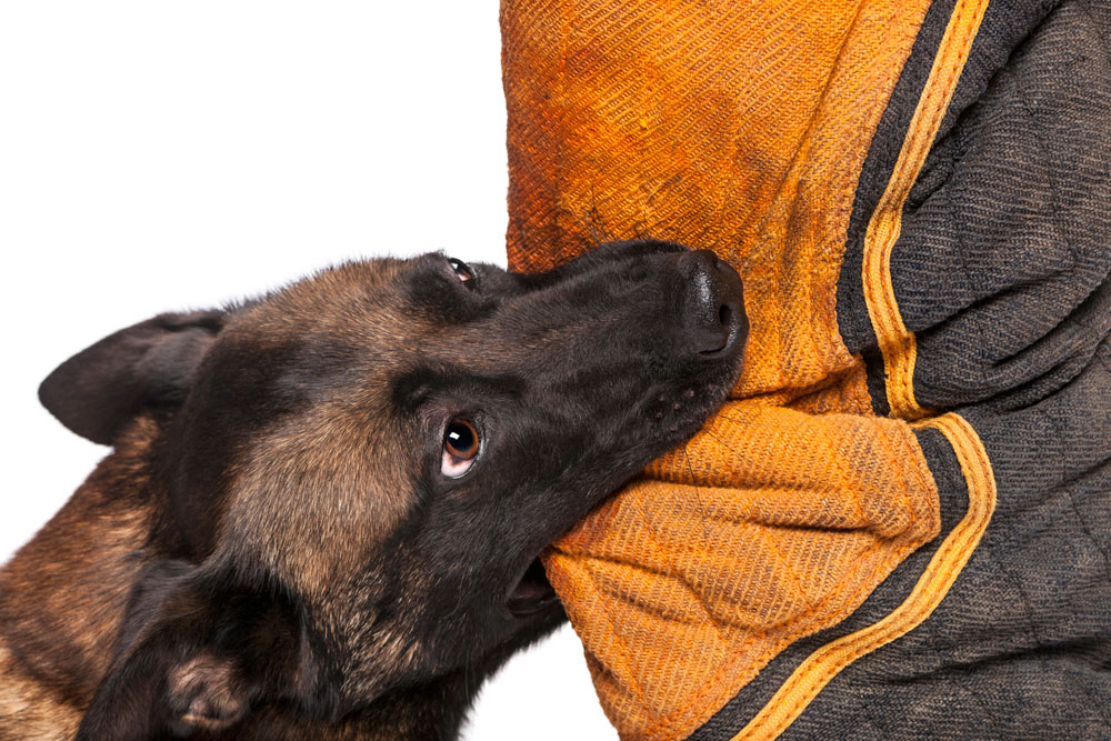 abogado de lesiones por mordedura de perro condado de orange
