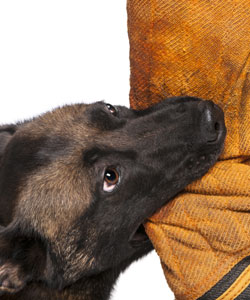 abogado de lesiones por mordedura de perro condado de orange